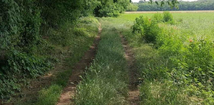 ALLA SCOPERTA DEI SEGRETI DEI BOSCO