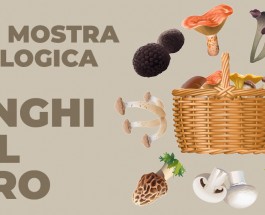 45° MOSTRA MICOLOGICA – FUNGHI DAL VERO
