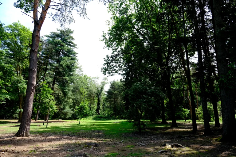 Pinetina con dettagli alberi