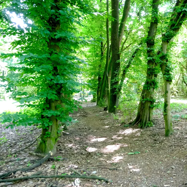 Ingresso del Roccolo con viale alberato