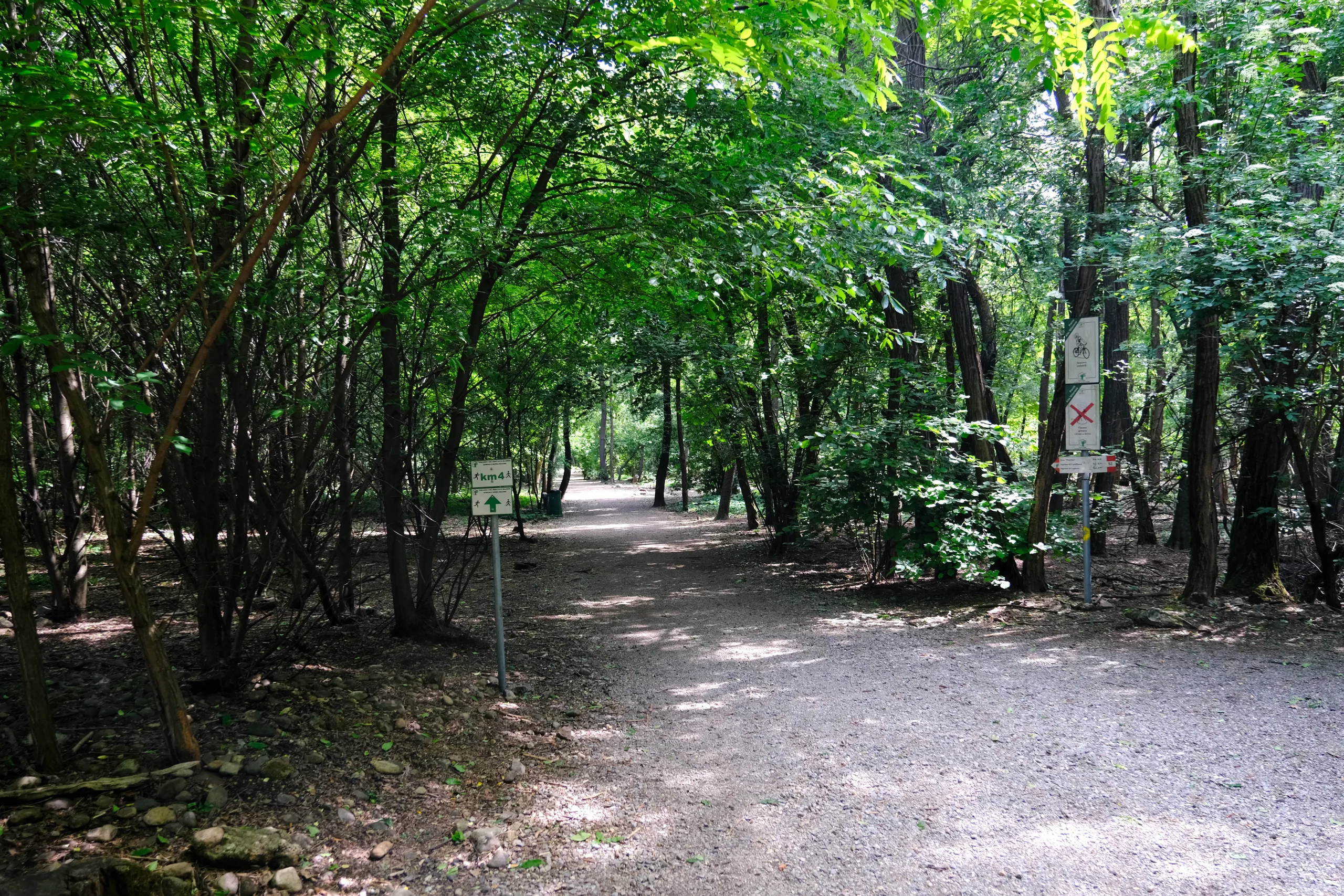 Viale alberato all'interno del Parco