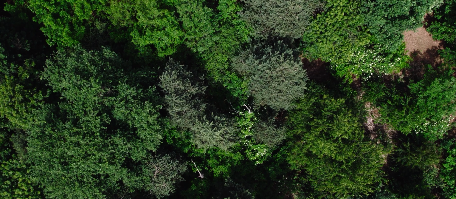 Veduta della forestazione